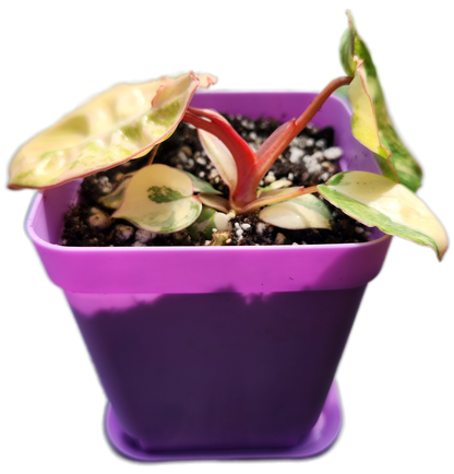 Philodendron billietiae *variegated* (B013)
