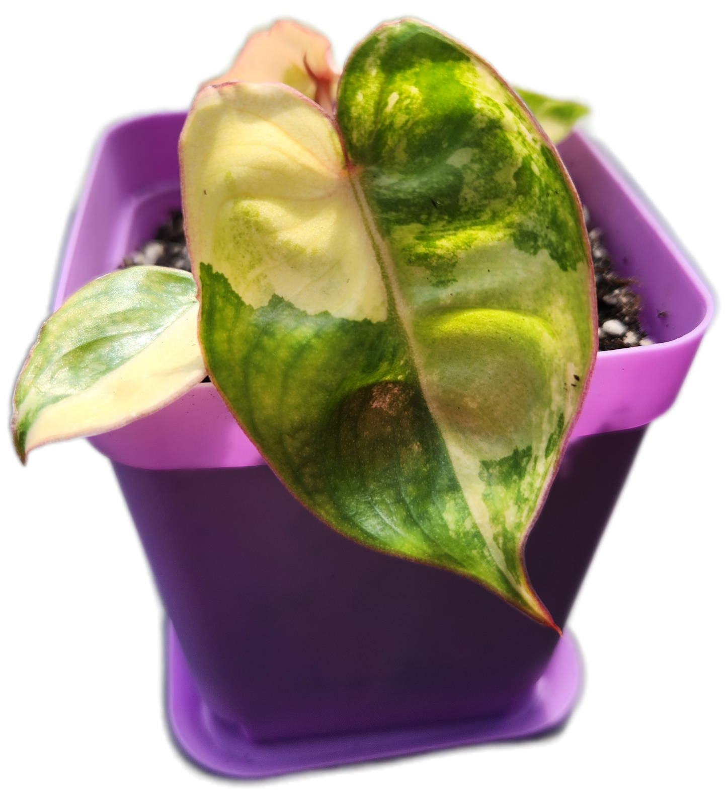 Philodendron billietiae *variegated* (B013)