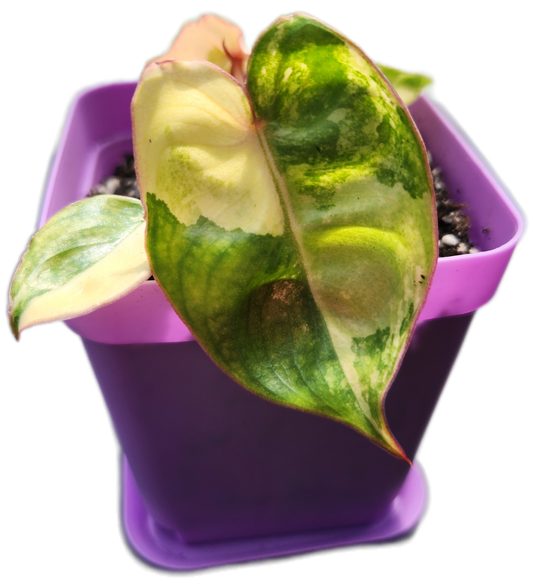 Philodendron billietiae *variegated* (B013)