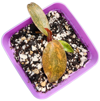 Philodendron "Orange Princess" (B012)