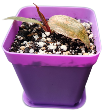 Philodendron "Orange Princess" (B012)