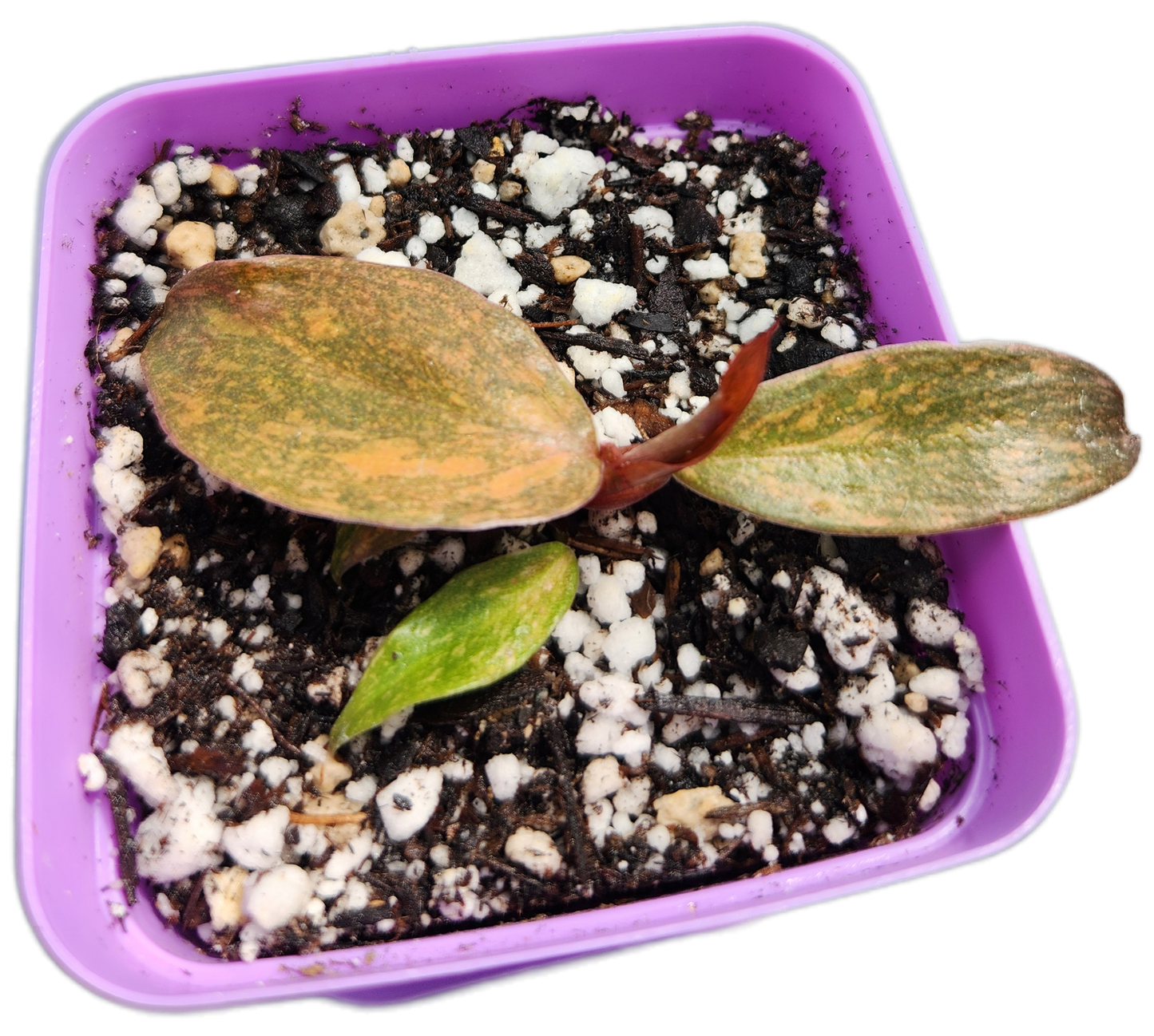 Philodendron "Orange Princess" (B012)