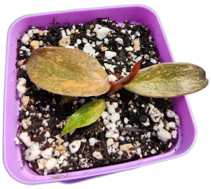 Philodendron "Orange Princess" (B012)