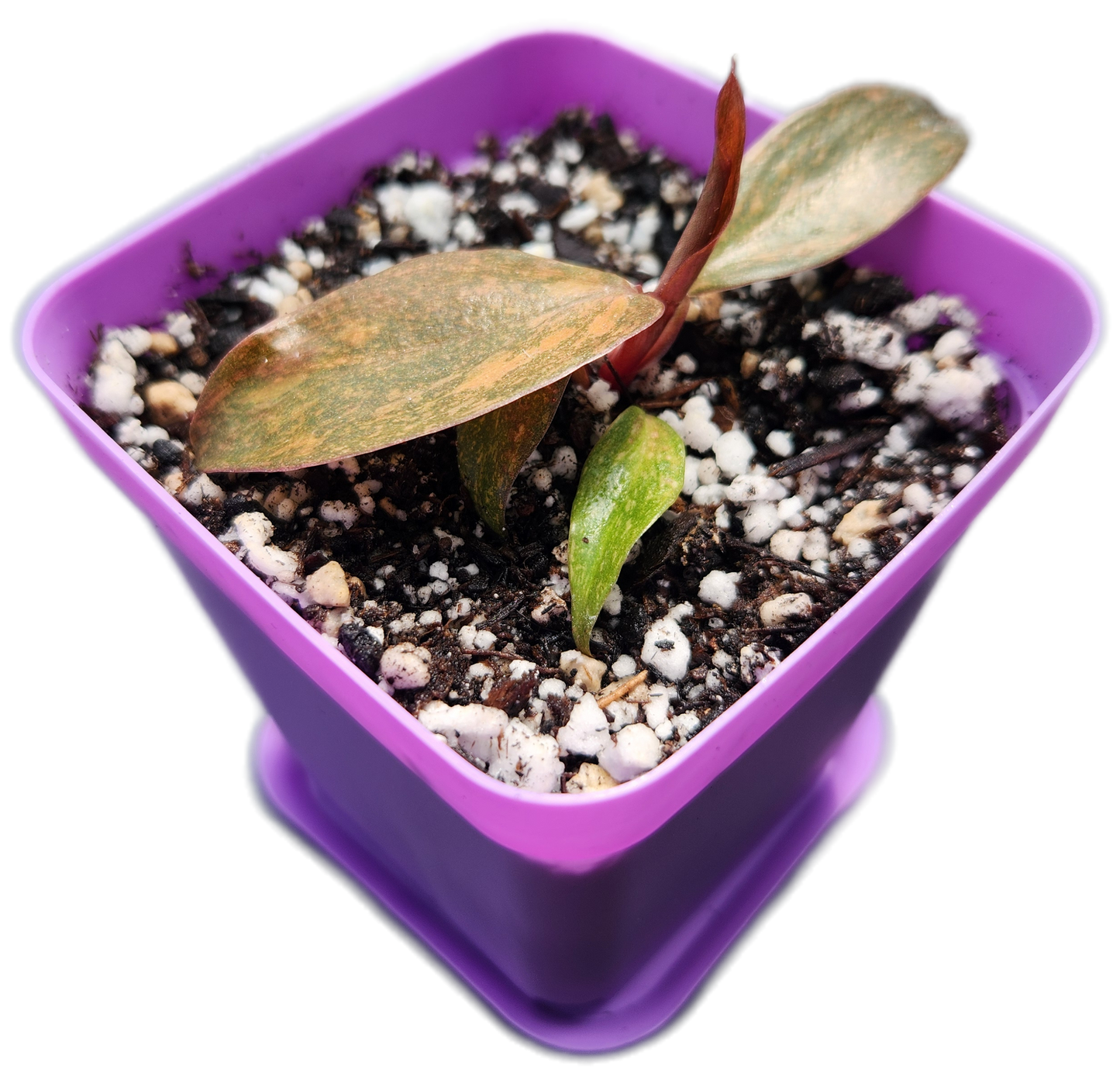 Philodendron "Orange Princess" (B012)
