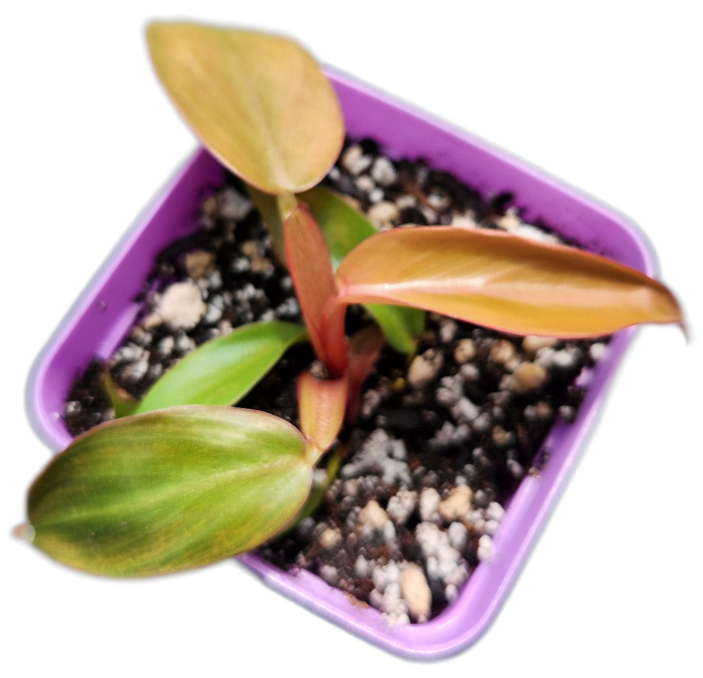 Philodendron "Florida Bronze" (B015)