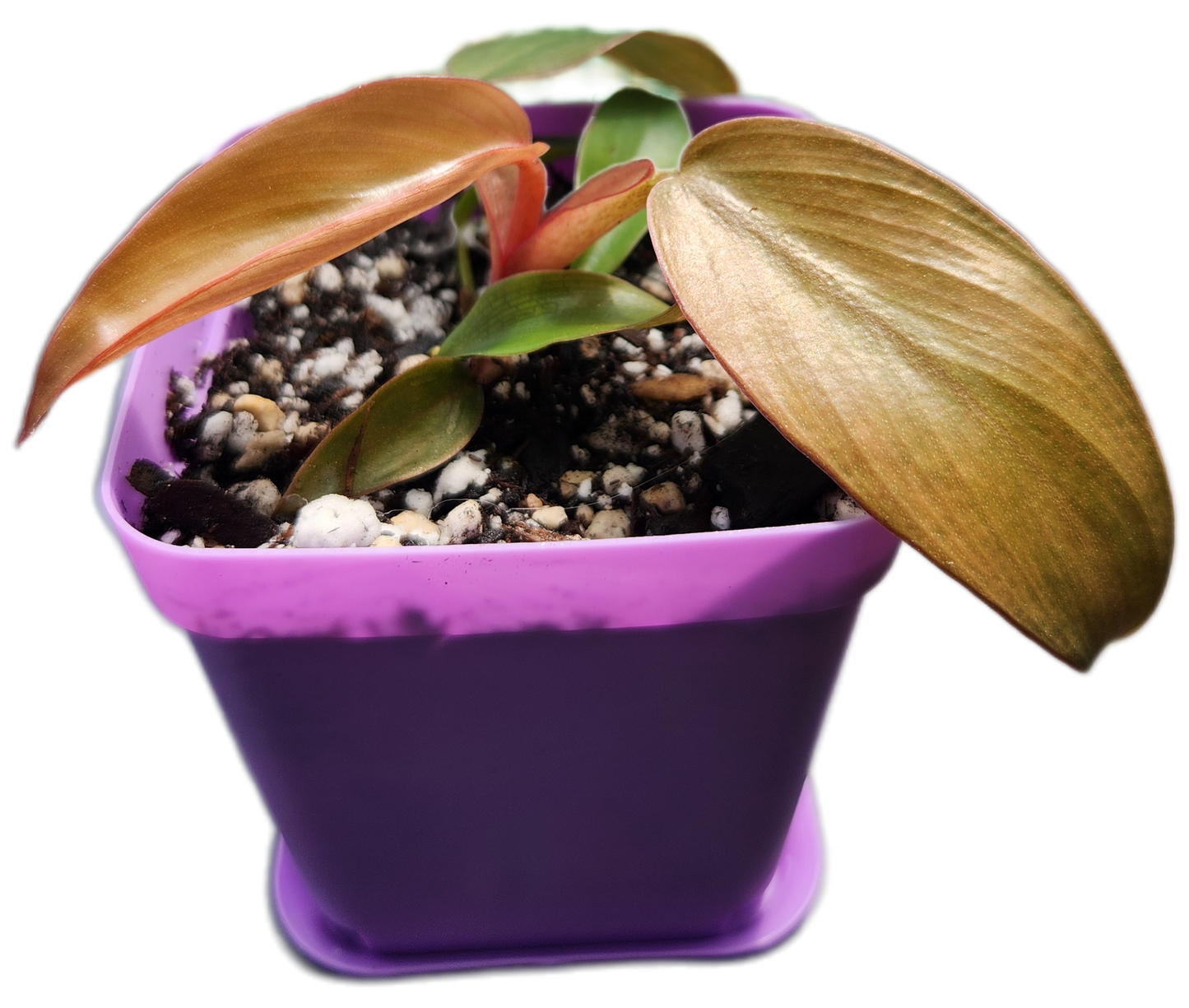 Philodendron "Florida Bronze" (B015)