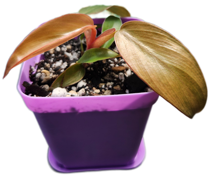 Philodendron "Florida Bronze" (B015)