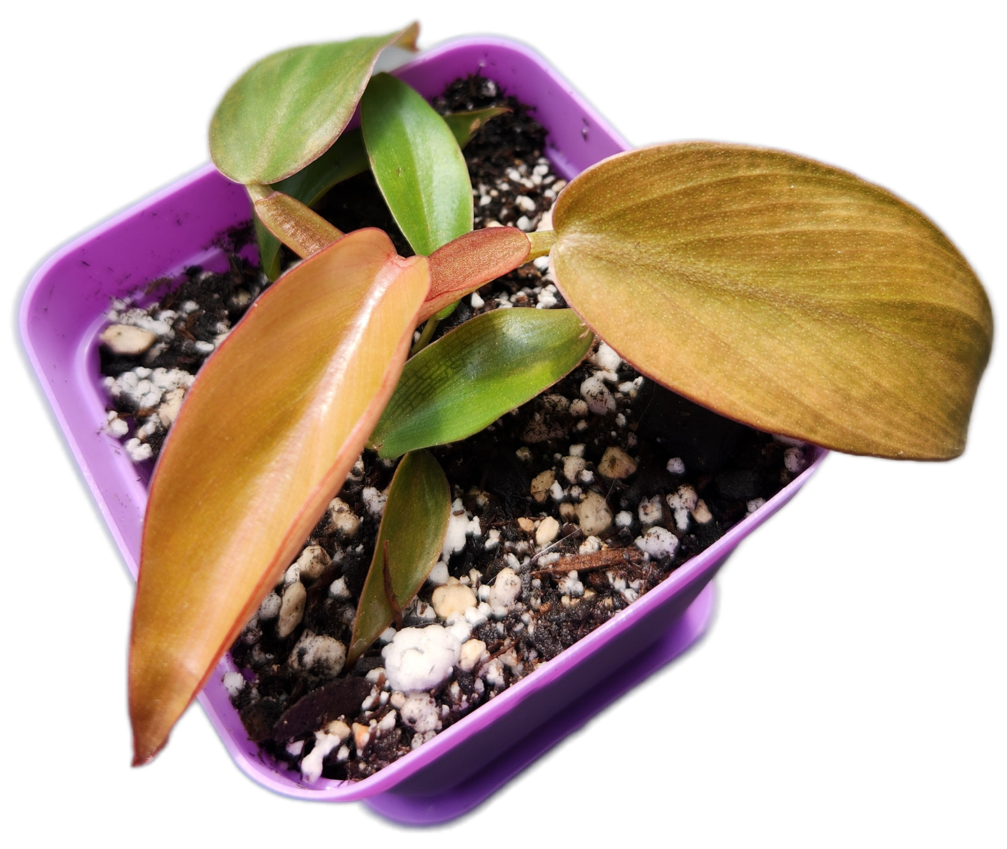 Philodendron "Florida Bronze" (B015)