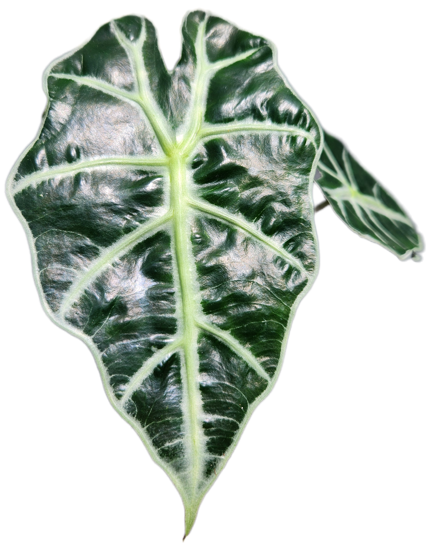 Alocasia "Polly" (A006)