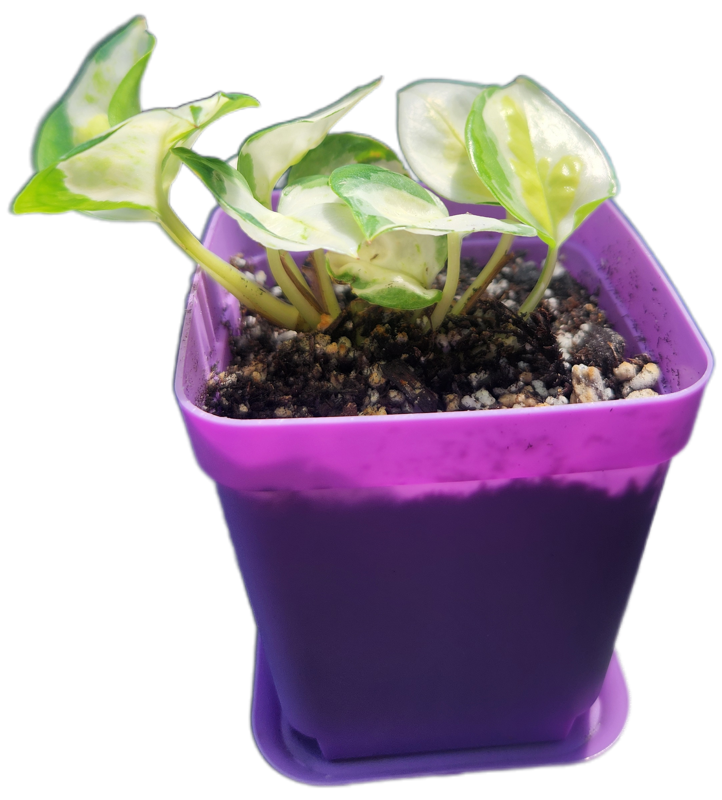 Epipremnum aureum 'Japanese Global' (D005)