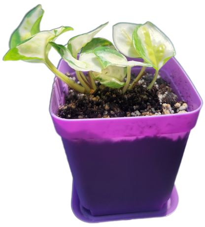 Epipremnum aureum 'Japanese Global' (D005)