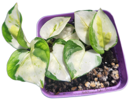 Epipremnum aureum 'Japanese Global' (D005)