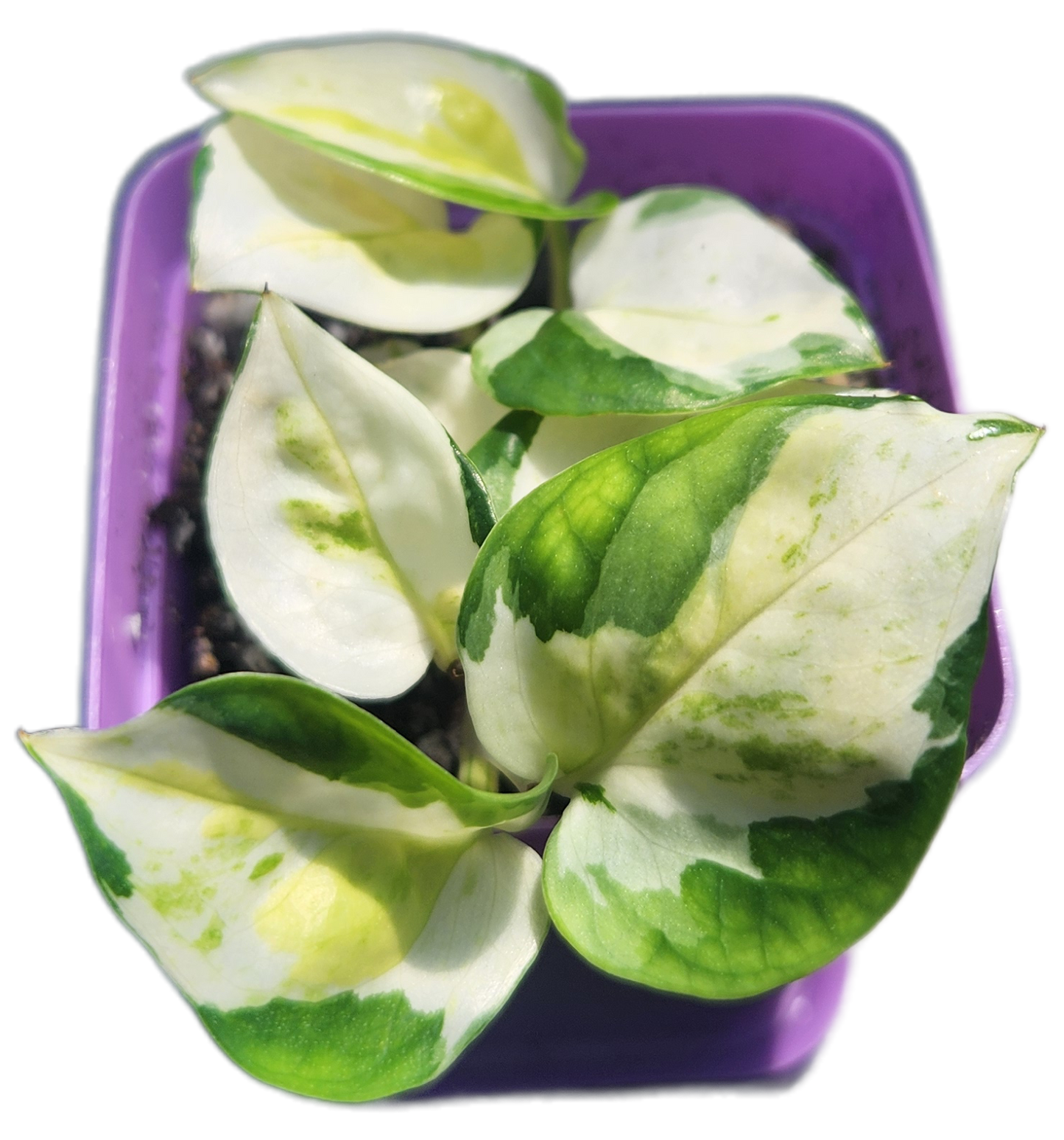 Epipremnum aureum 'Japanese Global' (D005)