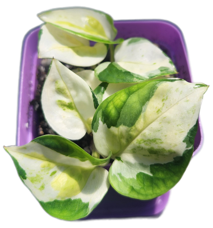 Epipremnum aureum 'Japanese Global' (D005)