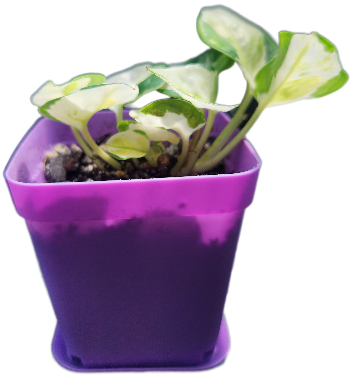 Epipremnum aureum 'Japanese Global' (D005)