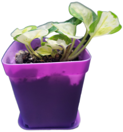 Epipremnum aureum 'Japanese Global' (D005)