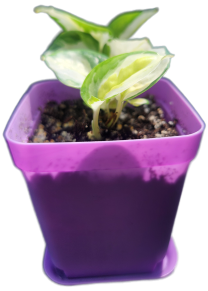 Epipremnum aureum 'Japanese Global' (D005)