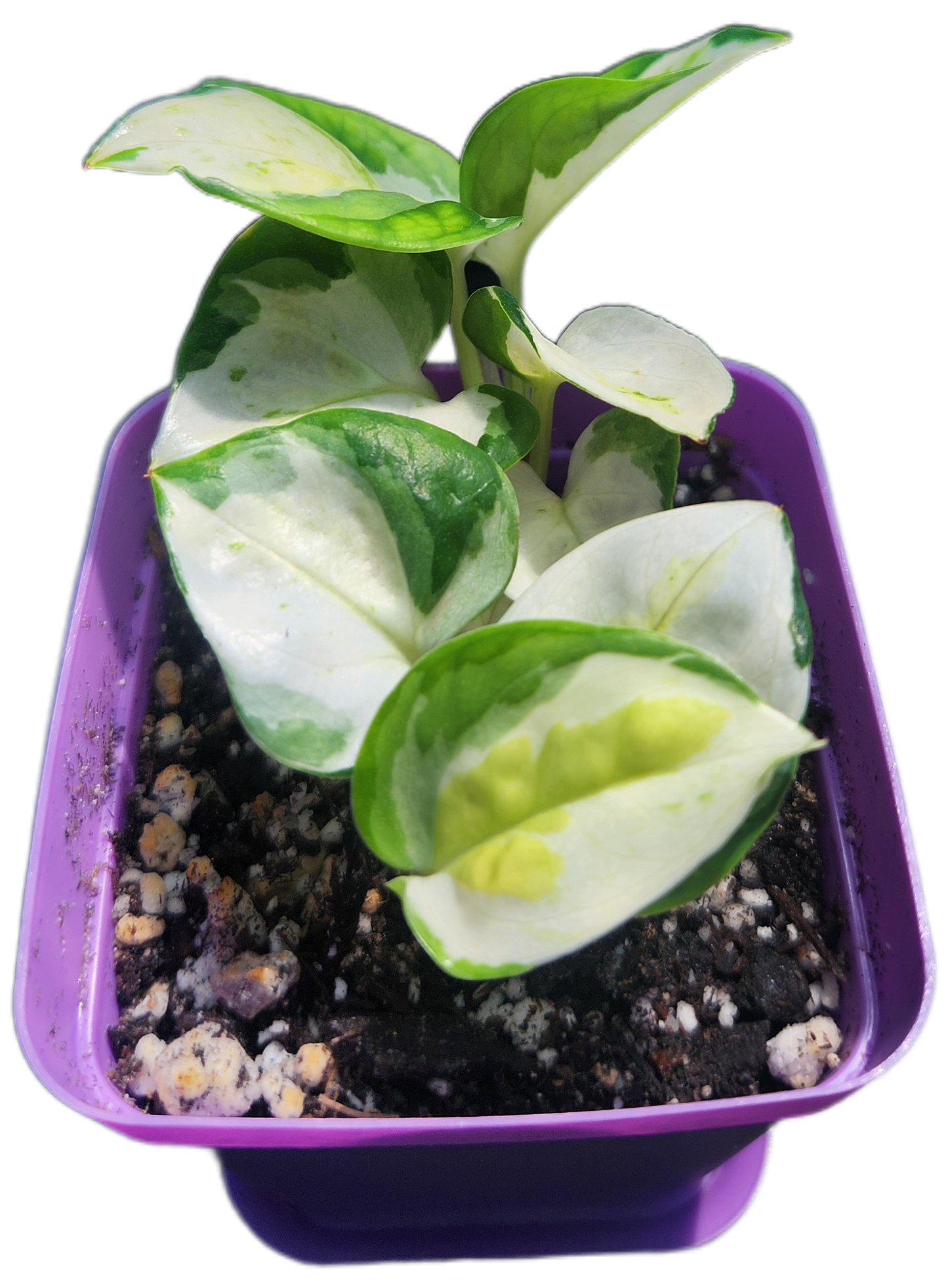 Epipremnum aureum 'Japanese Global' (D005)