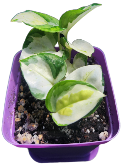 Epipremnum aureum 'Japanese Global' (D005)
