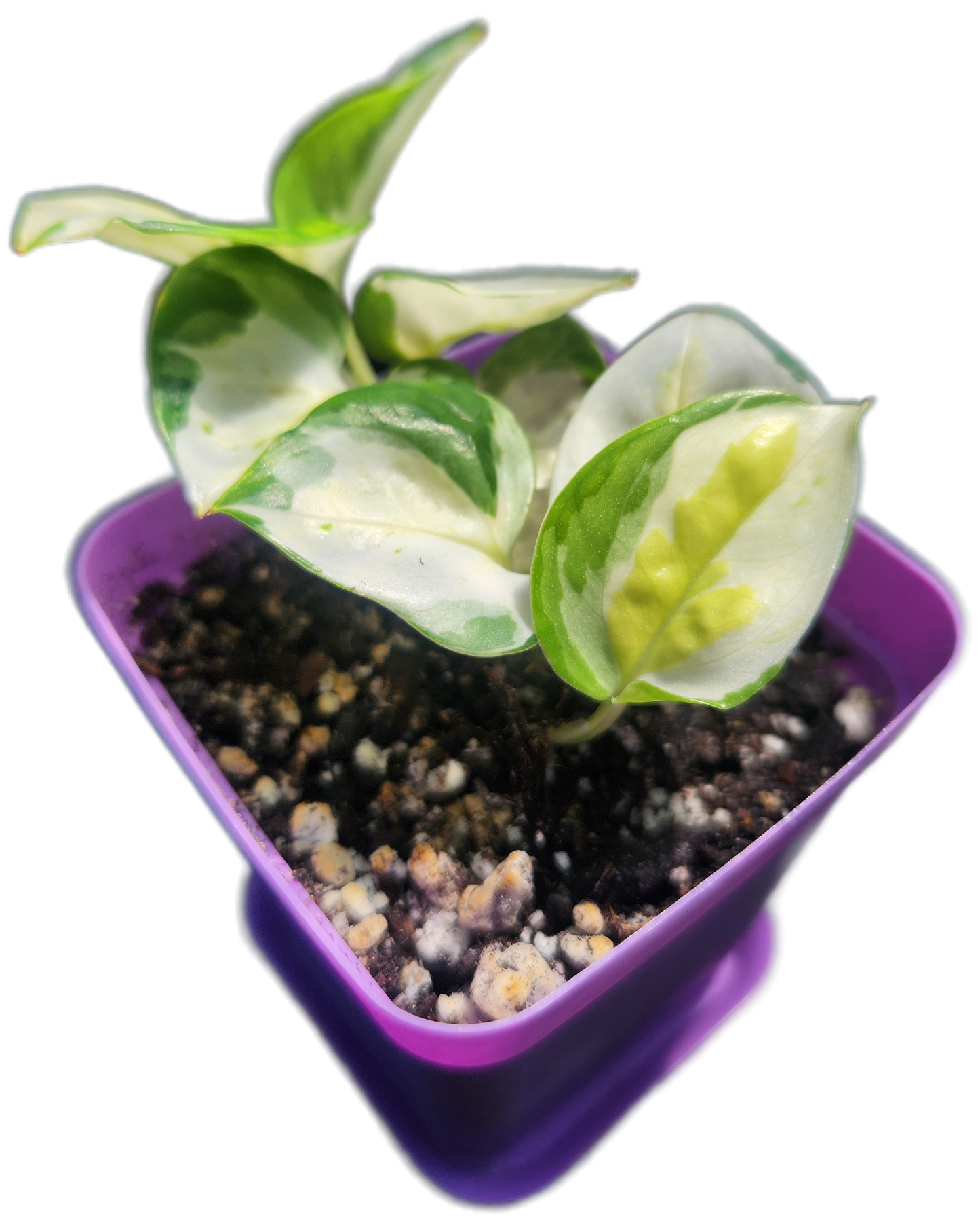 Epipremnum aureum 'Japanese Global' (D005)