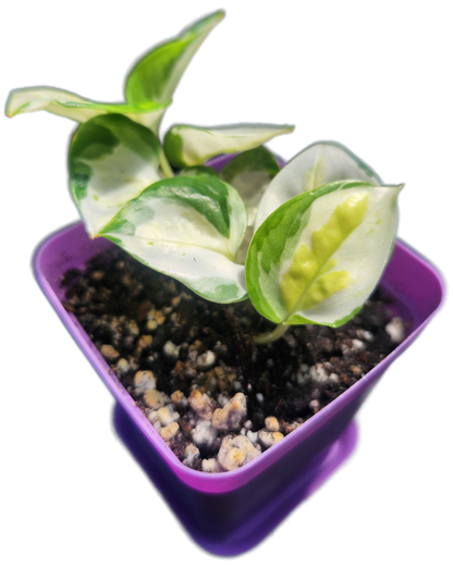 Epipremnum aureum 'Japanese Global' (D005)