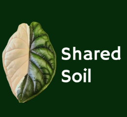Shared Soil logo: an alocasia leaf that is white and green.