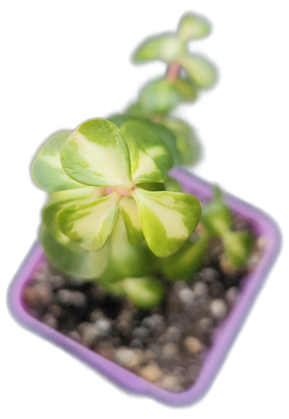 Portulacaria afra 'Medio-picta' (Midstripe Rainbow Bush) (Q001)