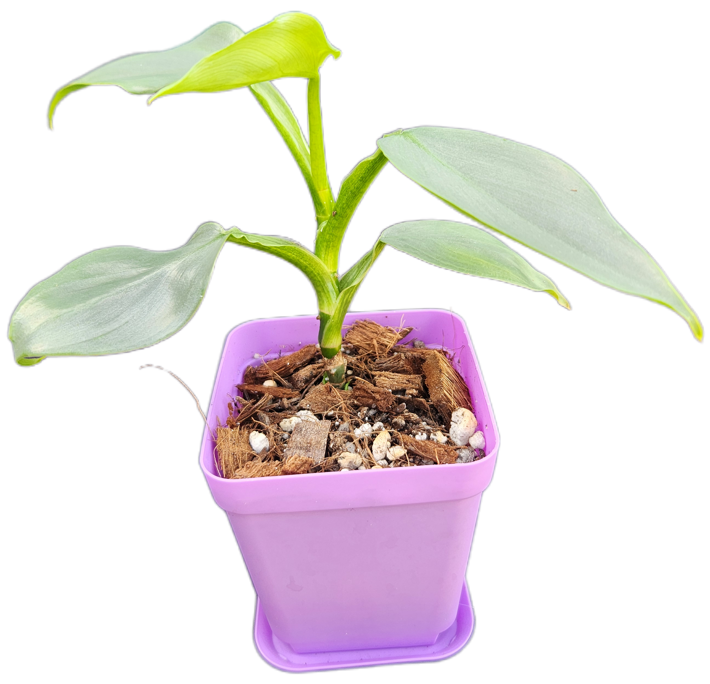 Philodendron "Silver Sword" (B007)
