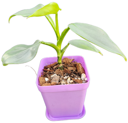 Philodendron "Silver Sword" (B007)