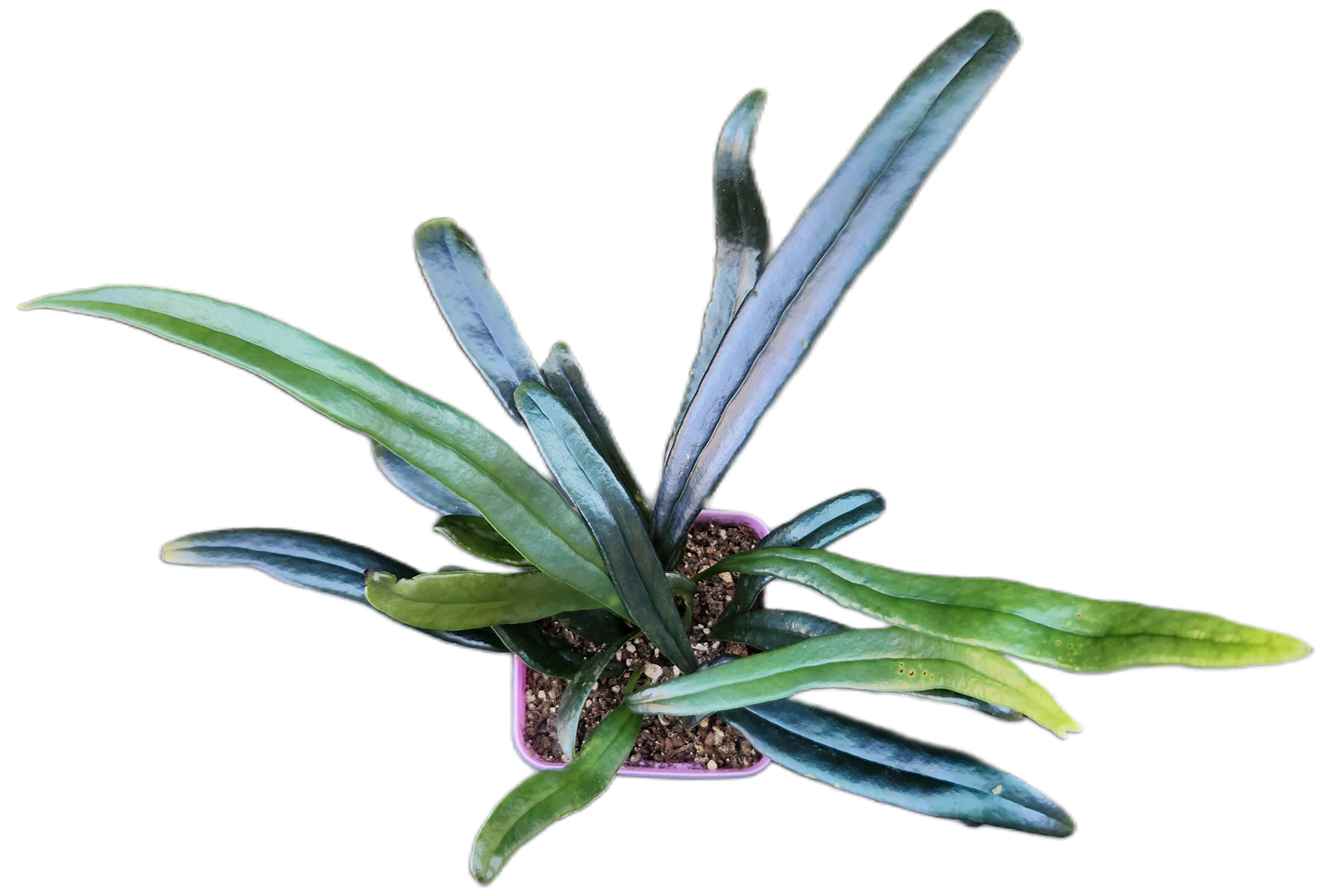 Microsorum thailandicum "Blue Oil Fern" (P001)
