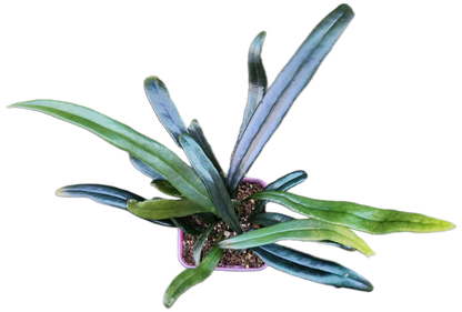 Microsorum thailandicum "Blue Oil Fern" (P001)