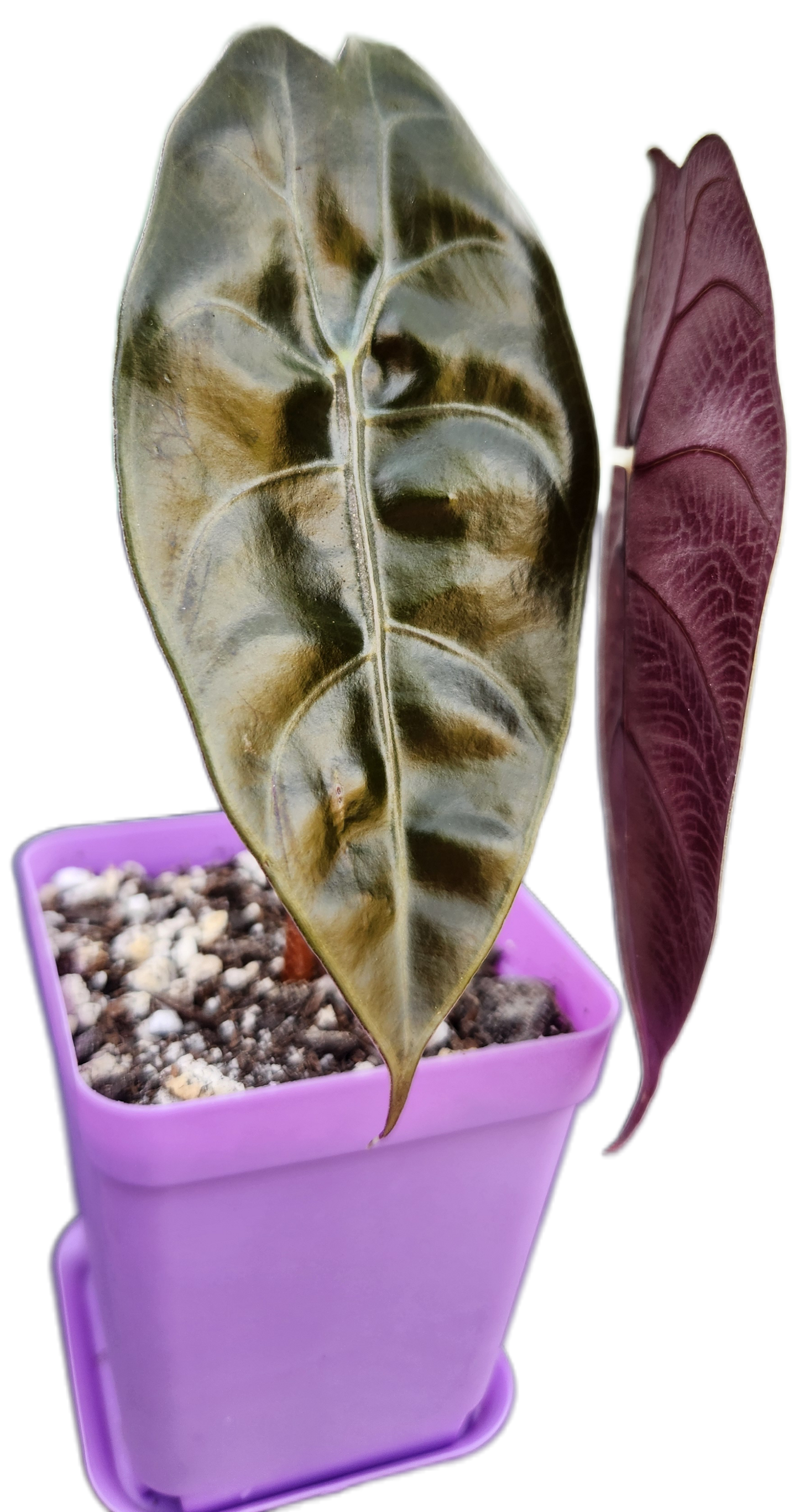 Alocasia sedenii (A001)
