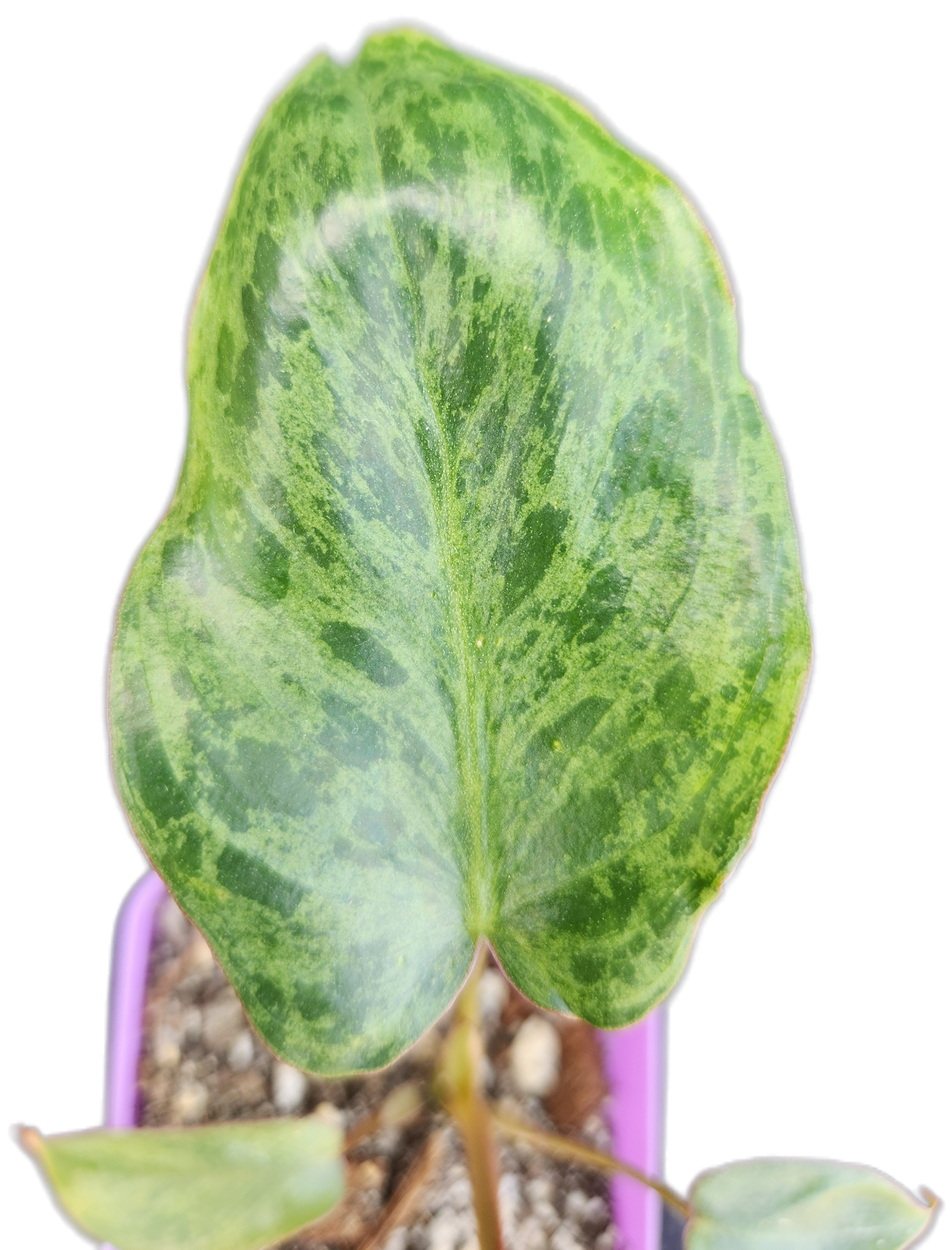 Philodendron "Paraiso Verde" (B009)
