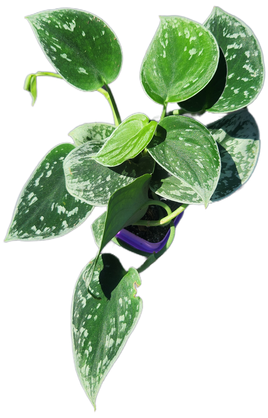 Scindapsus pictus "Silvery Ann" (D002)
