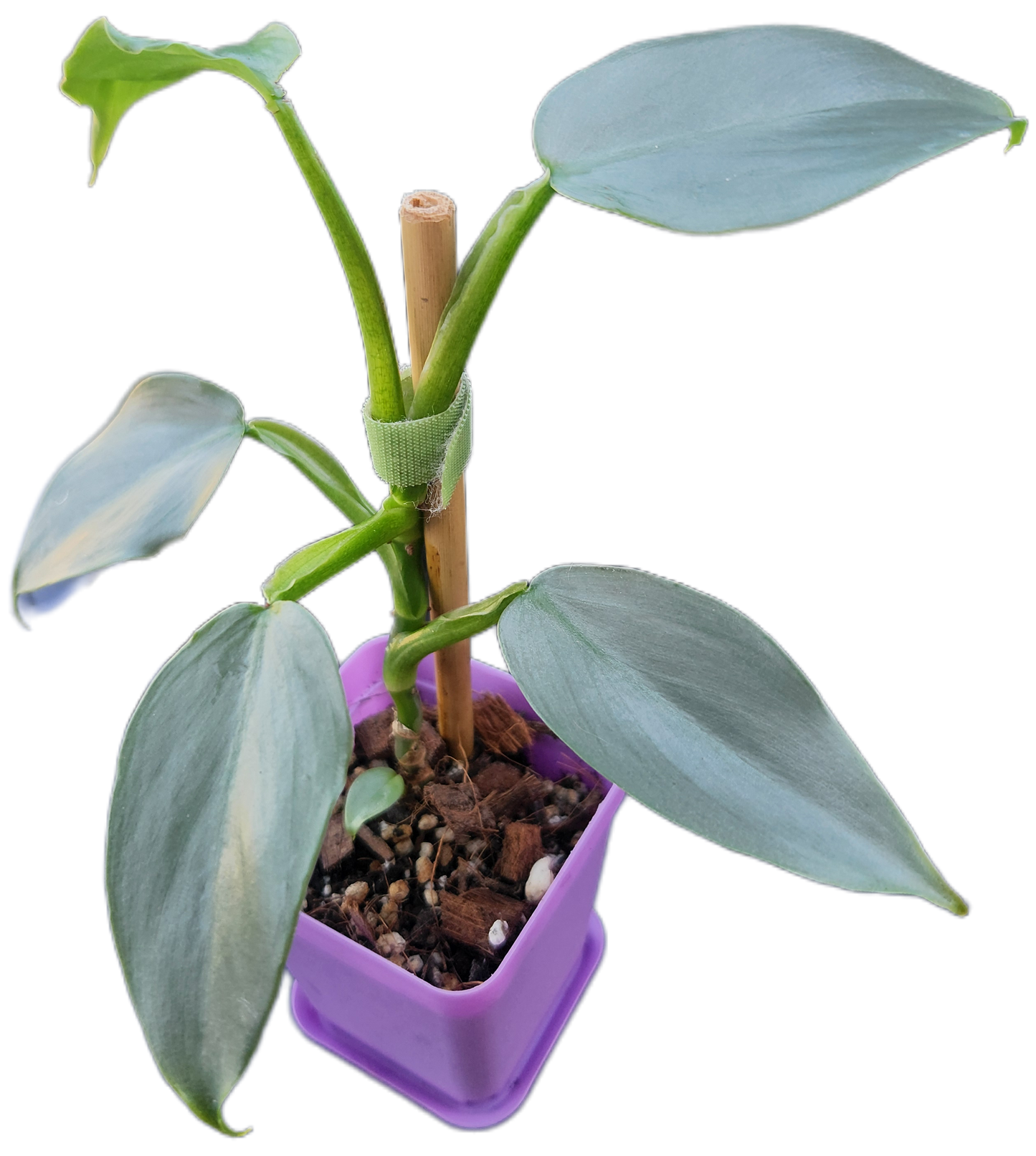Philodendron "Silver Sword" (B005)