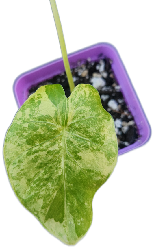 Alocasia gageana *aurea variegated* (A001)