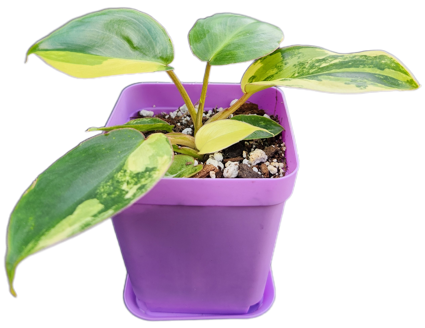 Philodendron "Burle Marx" *variegated* (B010)