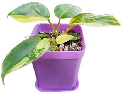 Philodendron "Burle Marx" *variegated* (B010)