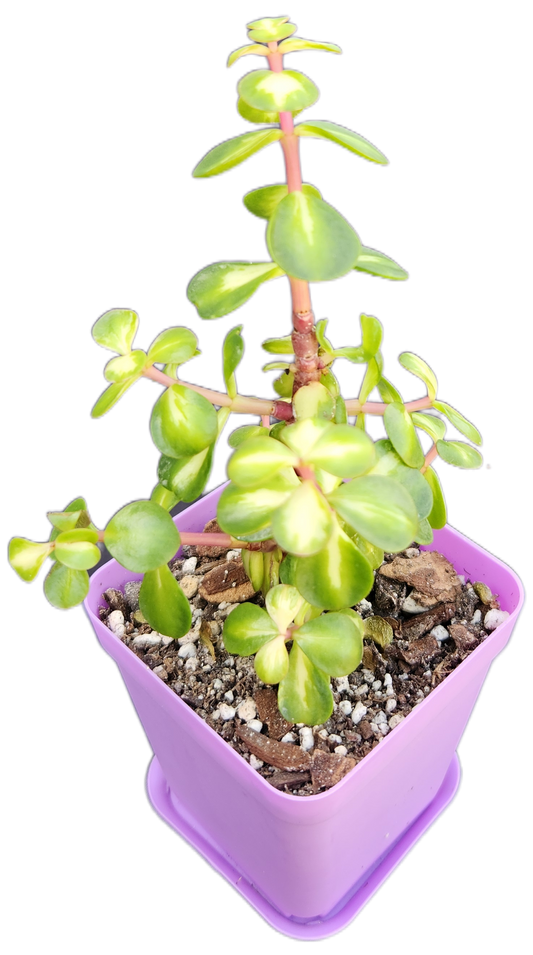 Portulacaria afra 'Medio-picta' (Midstripe Rainbow Bush) (Q001)