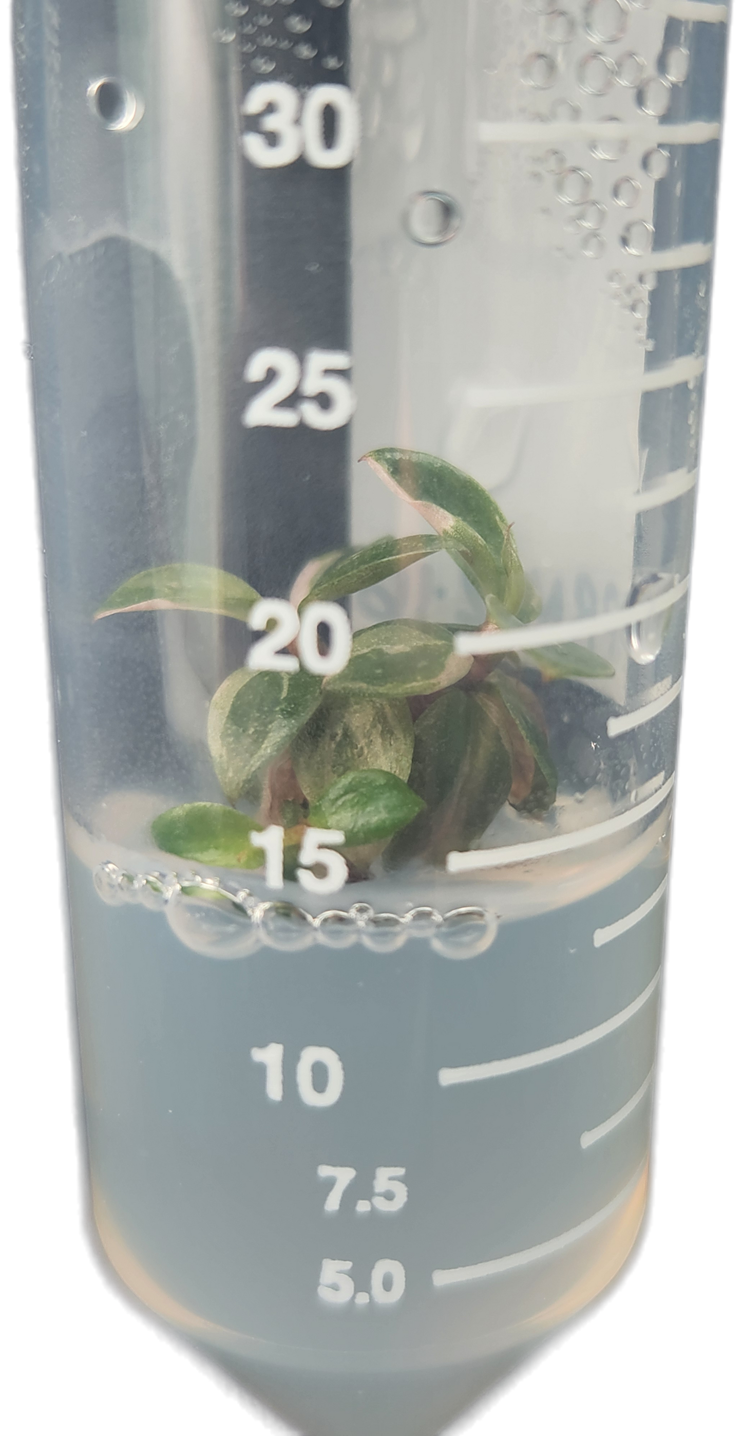 Philodendron "Pink Princess" Tissue Culture