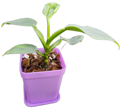Philodendron "Silver Sword" (B007)