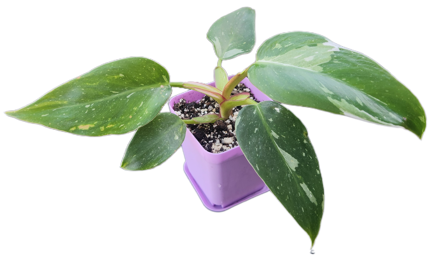 Philodendron "White Princess" (B007)