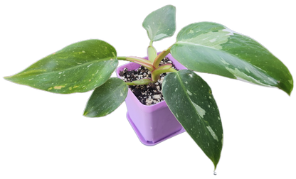 Philodendron "White Princess" (B007)