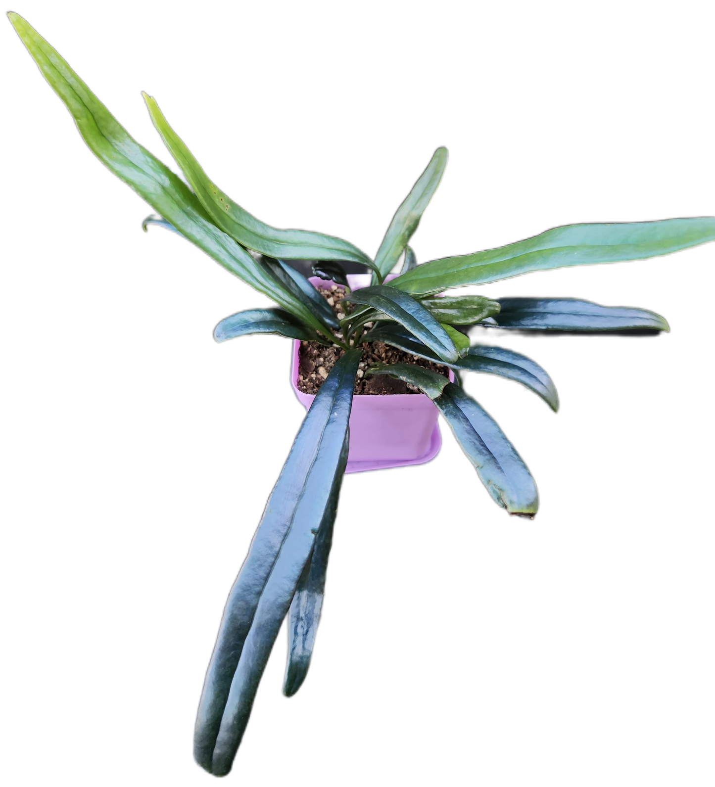 Microsorum thailandicum "Blue Oil Fern" (P001)