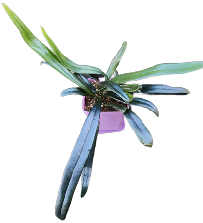 Microsorum thailandicum "Blue Oil Fern" (P001)