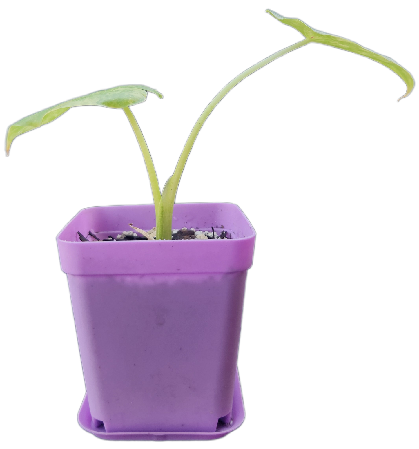 Alocasia gageana *aurea variegated* (A001)