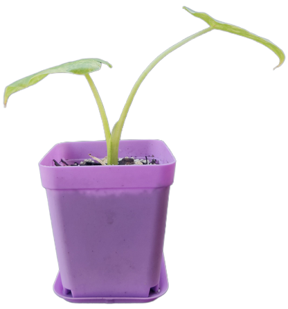 Alocasia gageana *aurea variegated* (A001)