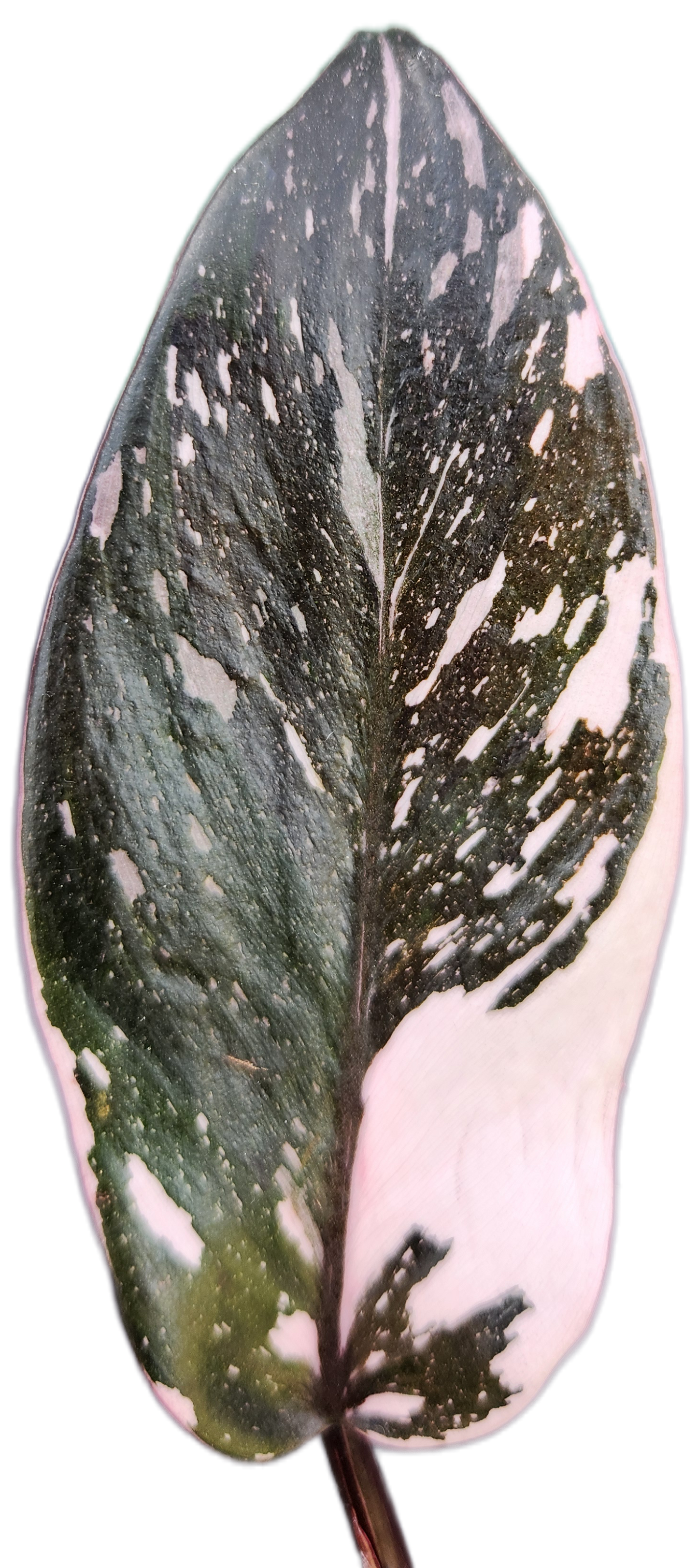 Philodendron "Red Anderson" (B011)