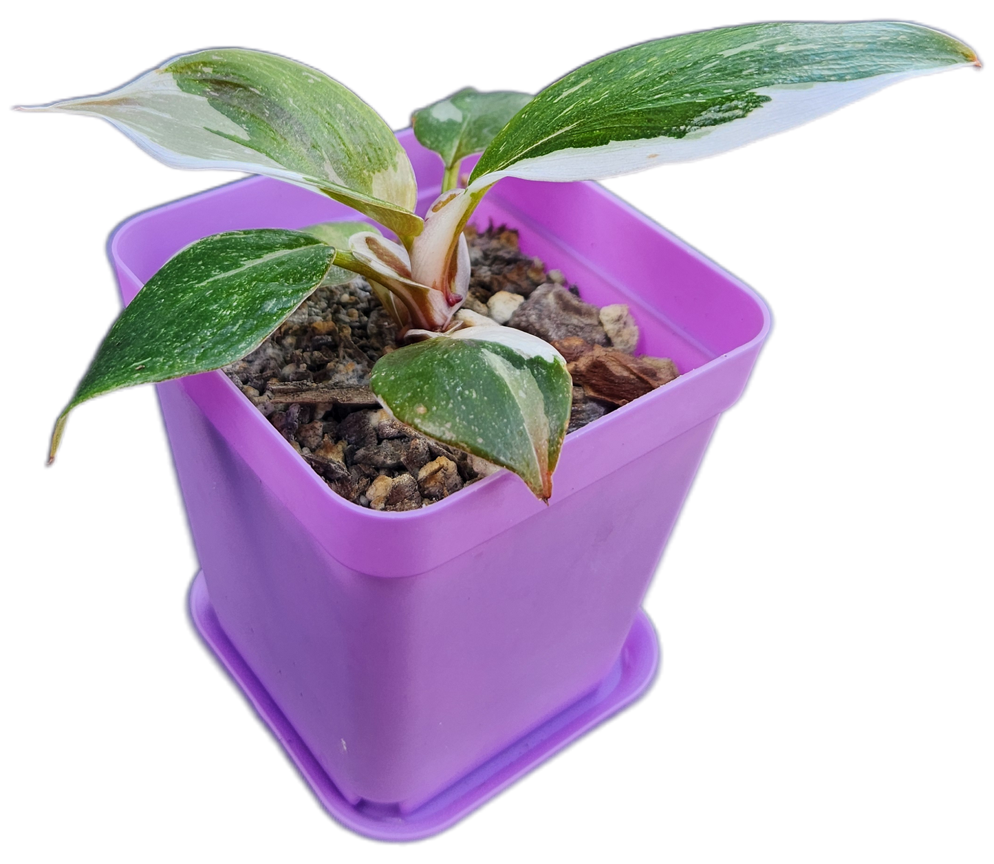 Philodendron "White Knight" (B003)