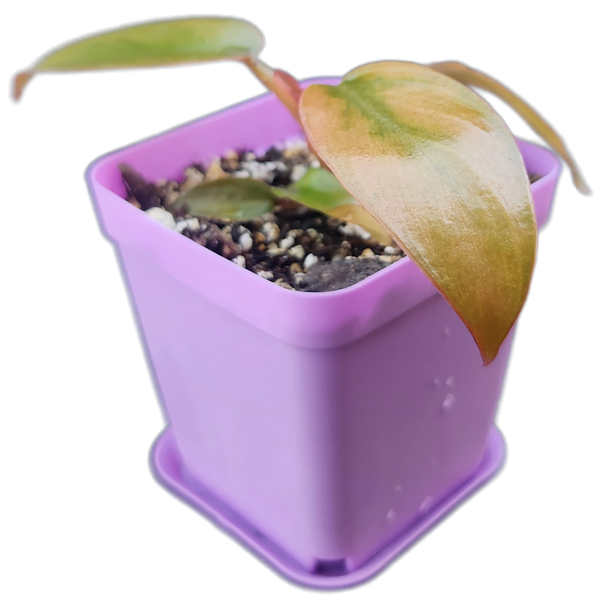 Philodendron "Florida Bronze" (B010)